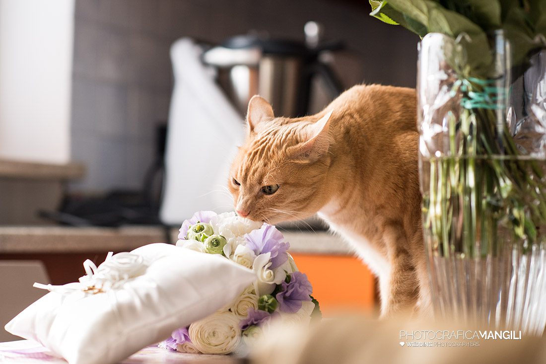 005 ritratto gatto foto matrimonio lecco como bergamo 005 ritratto gatto foto matrimonio lecco como bergamo
