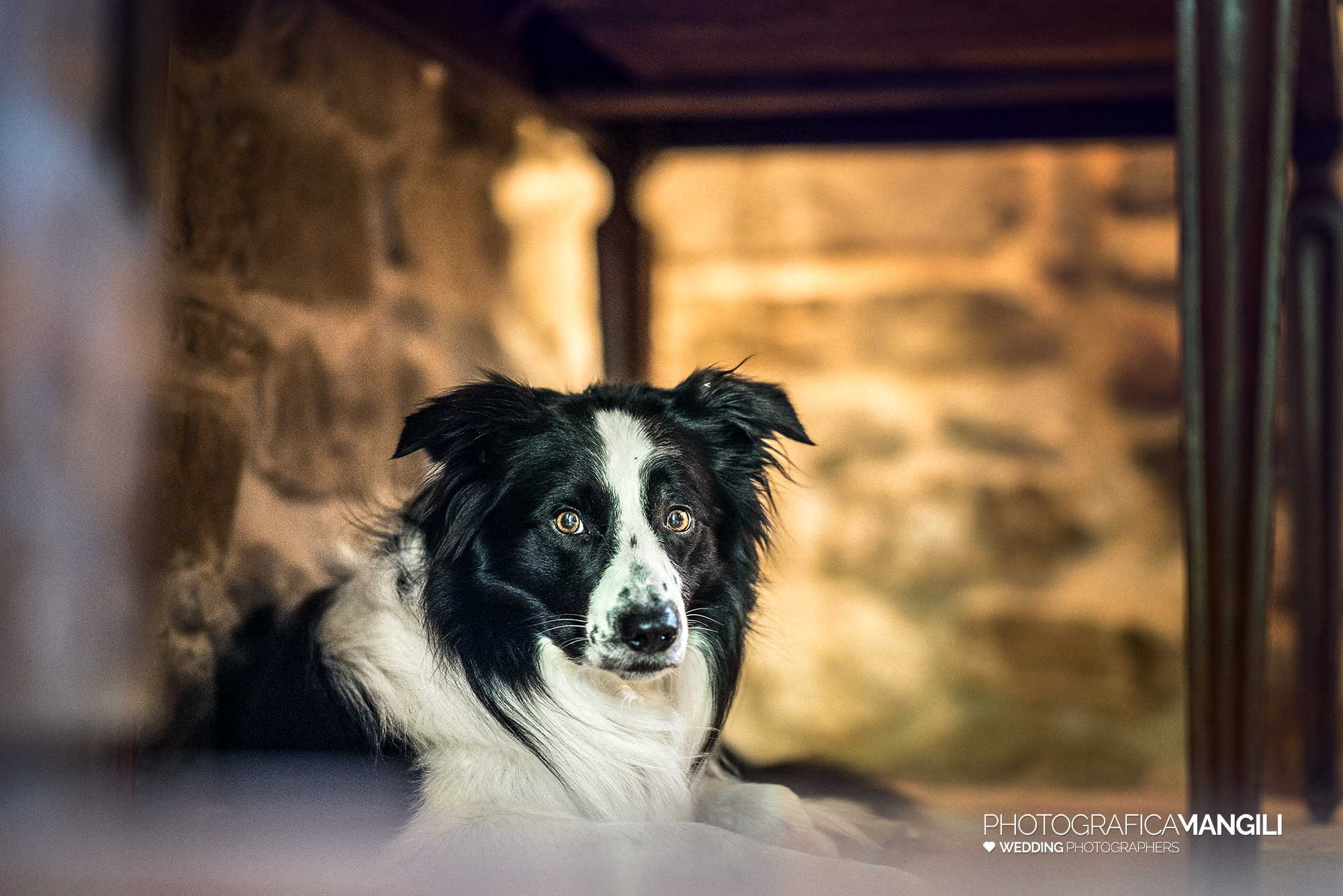 002 preparativi sposi cane foto matrimonio lecco castello rossino 002 preparativi sposi cane foto matrimonio lecco castello rossino