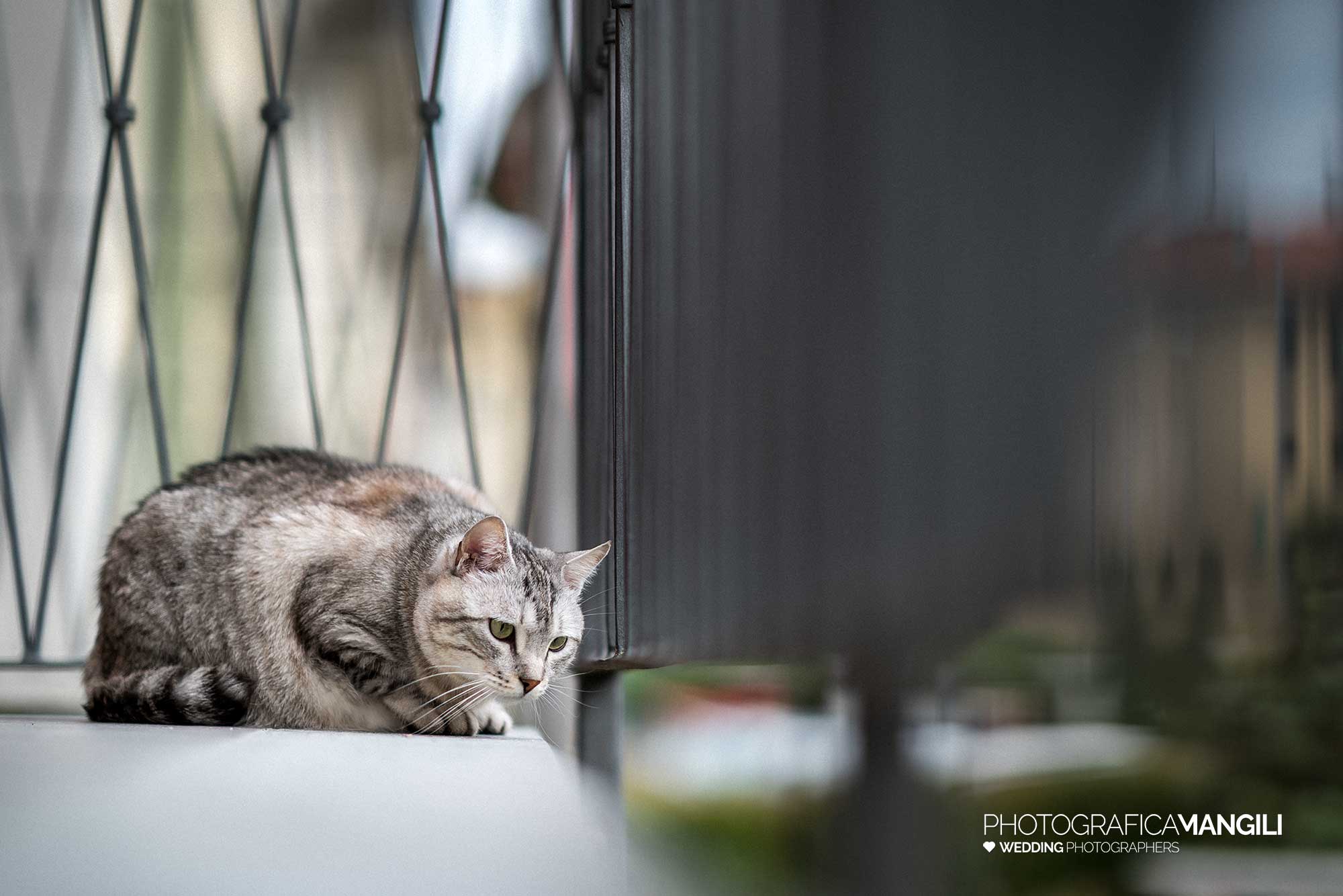 003 fotografo matrimonio reportage wedding gatto sposo brianza lecco 003 fotografo matrimonio reportage wedding gatto sposo brianza lecco