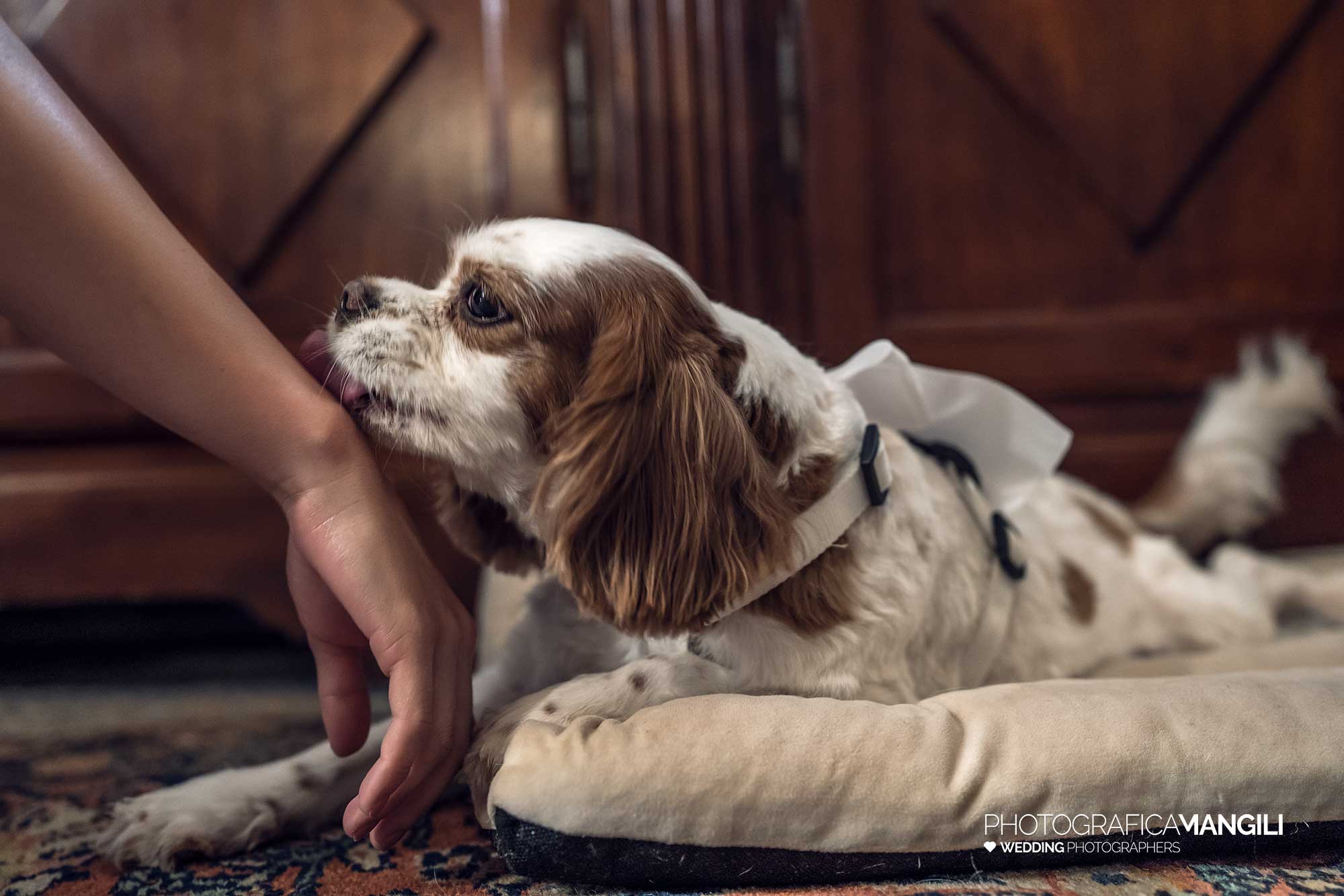 009 fotografo matrimonio reportage wedding sposi cane castello rossino calolziocorte lago como lecco 009 fotografo matrimonio reportage wedding sposi cane castello rossino calolziocorte lago como lecco
