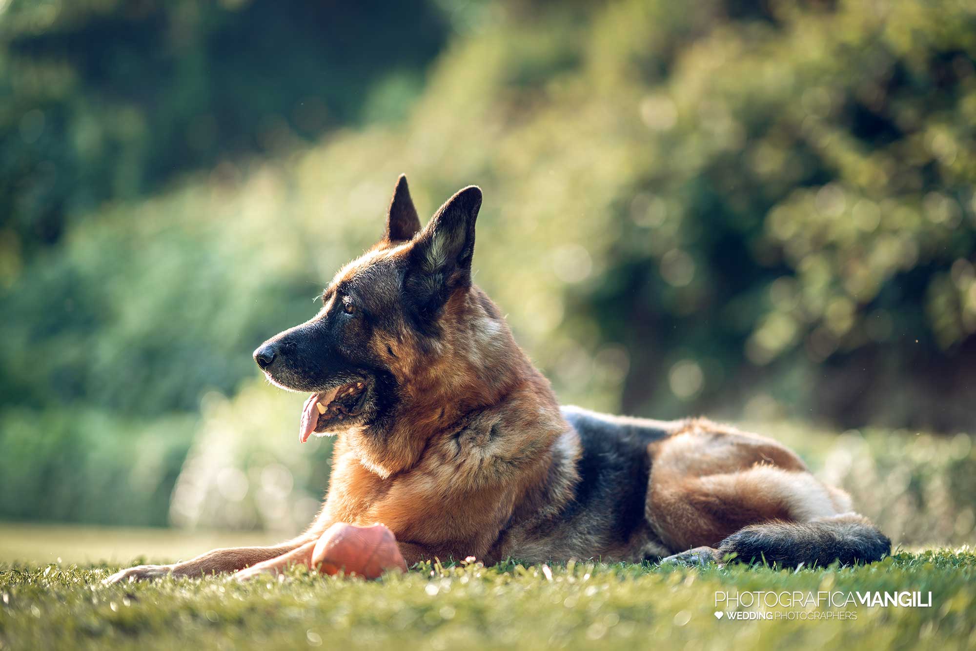 052 fotografo matrimonio reportage wedding sposi cane pastore tedesco villa esengrini montalbano varese 052 fotografo matrimonio reportage wedding sposi cane pastore tedesco villa esengrini montalbano varese