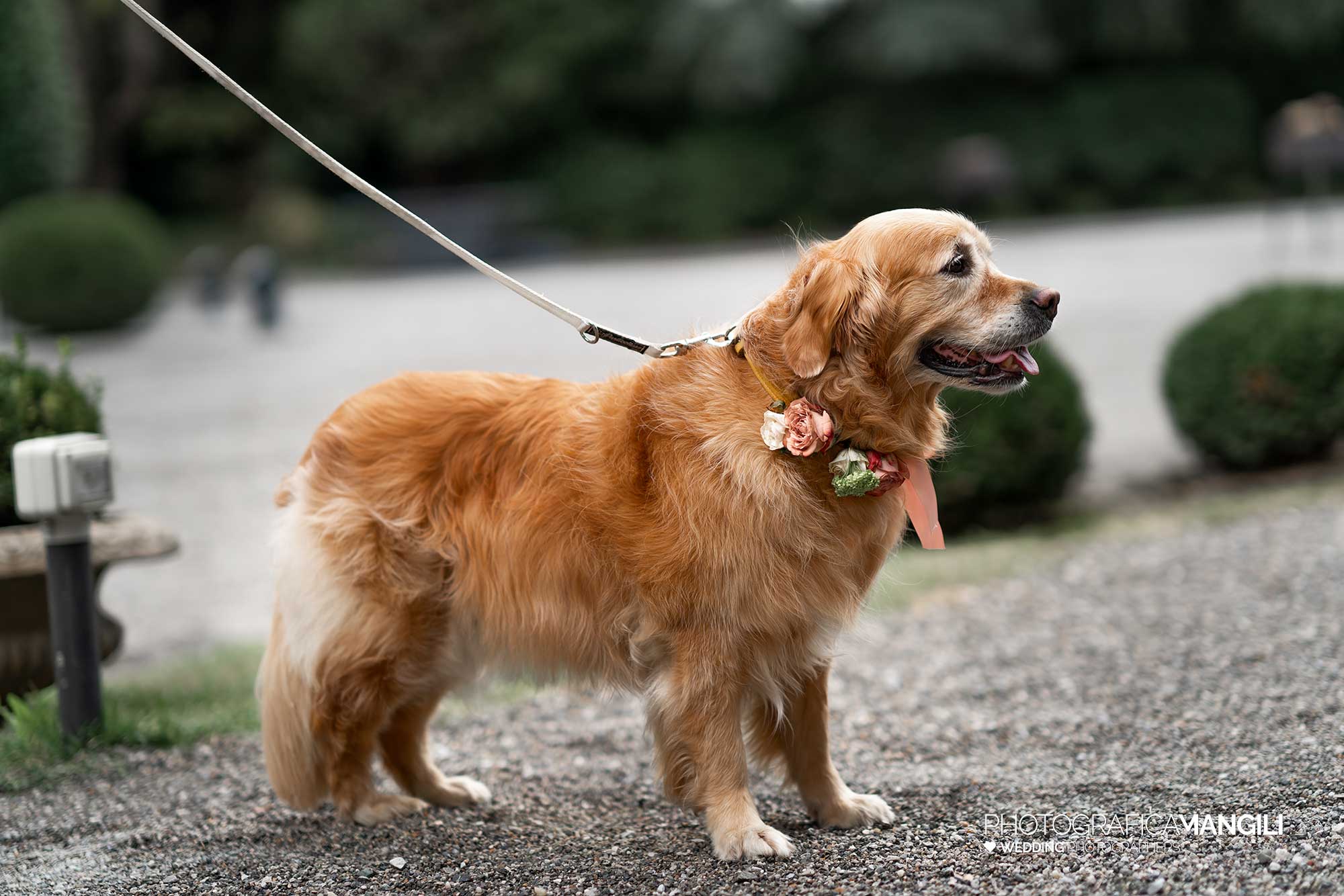 027 fotografo matrimonio reportage wedding sposi cane miglior amico villa acquaroli carvico bergamo 027 fotografo matrimonio reportage wedding sposi cane miglior amico villa acquaroli carvico bergamo