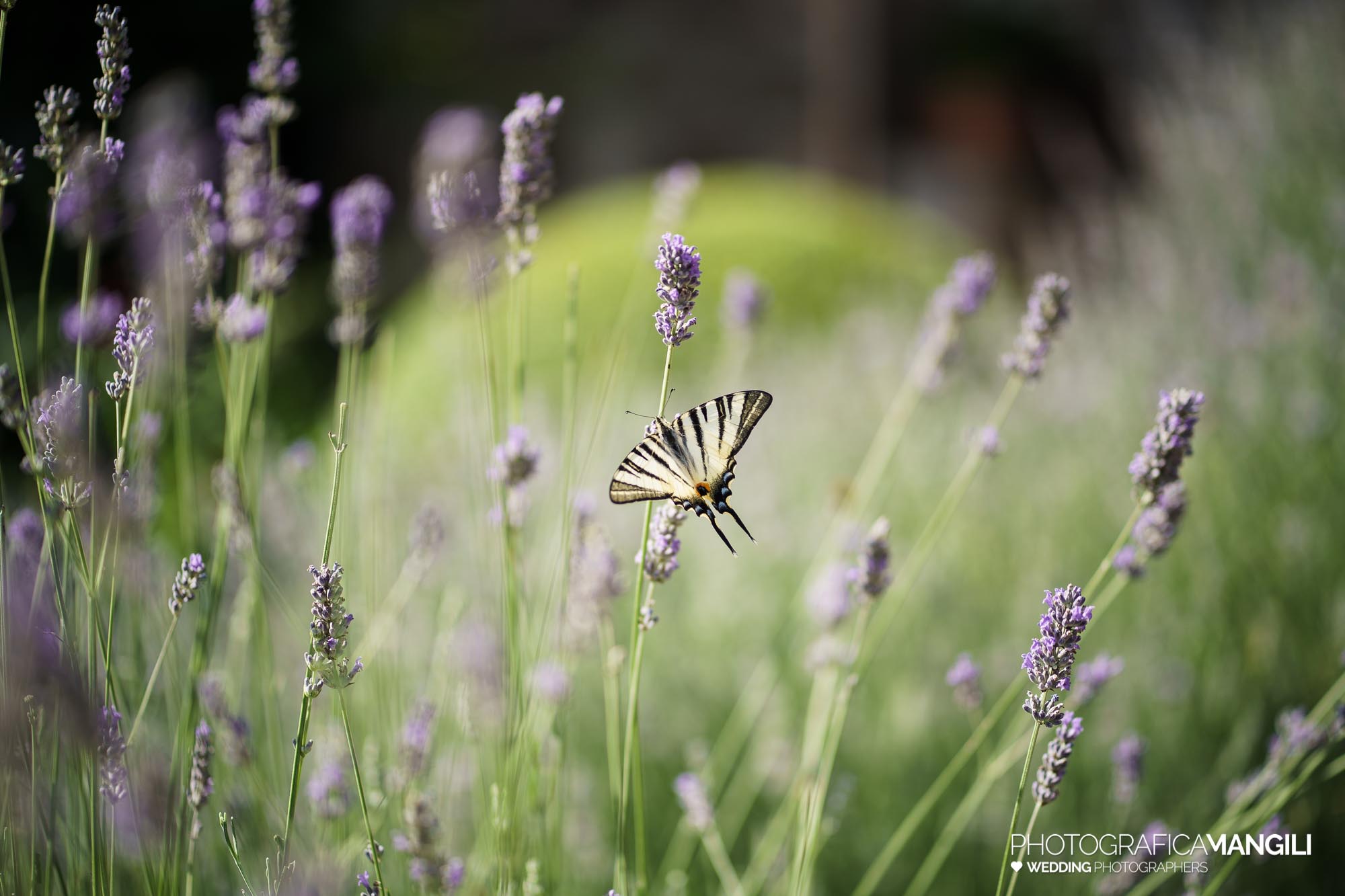 foto matrimonio castello di cernusco lombardone clara domenico 033
