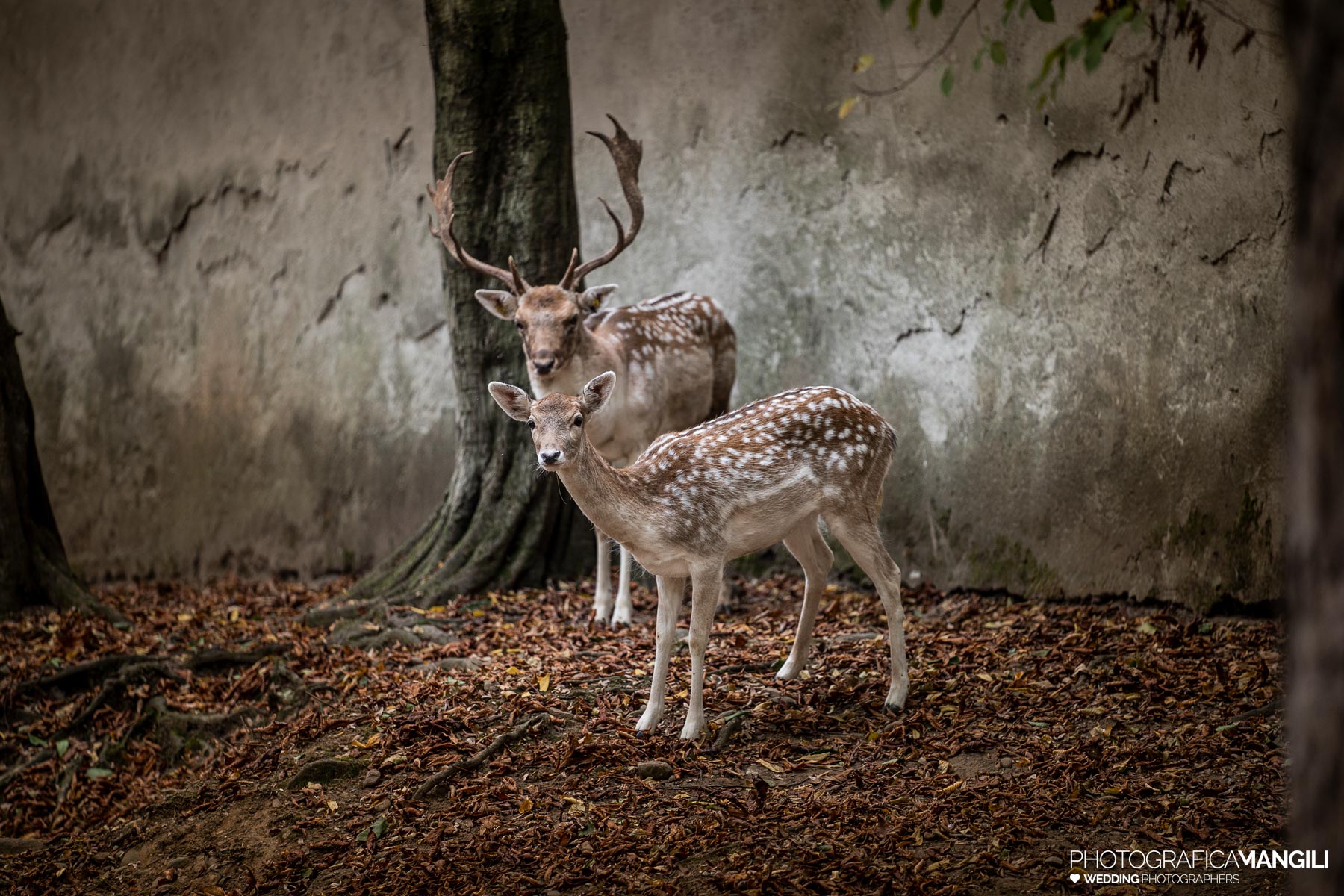 Villa Mattioli Fotografo Matrimonio Milano 096 Villa Mattioli